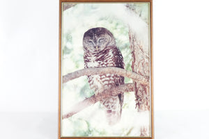 Owl, Photograph