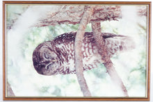 Load image into Gallery viewer, Owl, Photograph
