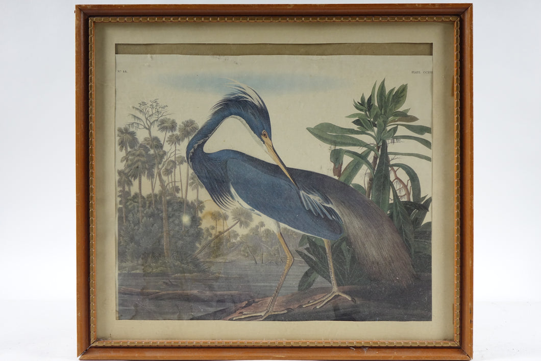 Botanical Bird Print, Colored