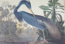 Load image into Gallery viewer, Botanical Bird Print, Colored
