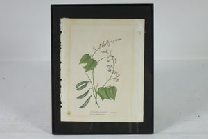 Perennial Kidney Bean Botanical Print