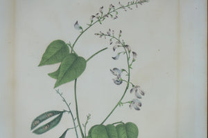 Perennial Kidney Bean Botanical Print