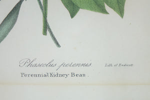 Perennial Kidney Bean Botanical Print