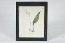Load image into Gallery viewer, Adam &amp; Eve, Botanical Print, Colored
