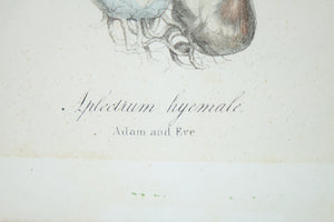 Adam & Eve, Botanical Print, Colored