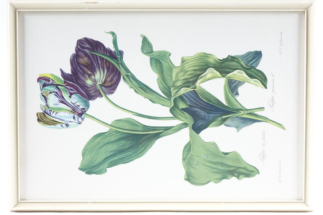 Tulips Botanical Illustration Painting Print