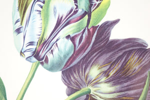 Tulips Botanical Illustration Painting Print
