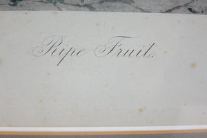 Ripe Fruit Print by Alonso Perez