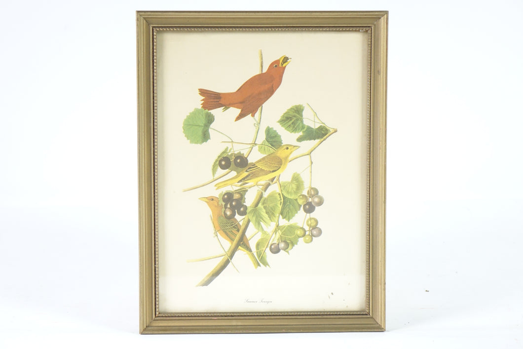 Summer Tanager Botanical Bird Print