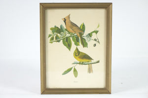 Cardinal Botanical Bird Print
