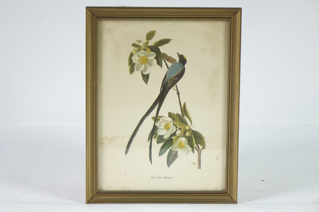 Fork-Tailed Flycatcher Botanical Bird Print