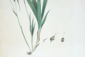 Carey's Sedge Botanical Print