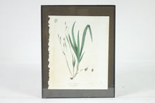 Load image into Gallery viewer, Carey&#39;s Sedge Botanical Print
