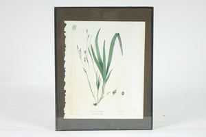 Carey's Sedge Botanical Print