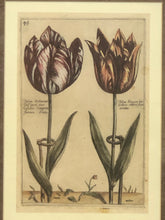 Load image into Gallery viewer, Tulip, Botanical Print
