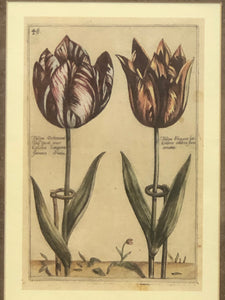 Tulip, Botanical Print