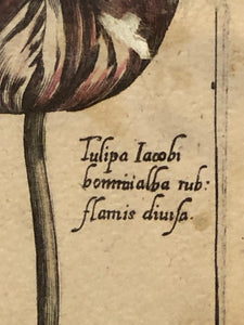 Tulip, Botanical Print