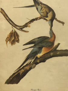 Passanger Pigeon, Botanical Bird Print