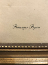 Load image into Gallery viewer, Passanger Pigeon, Botanical Bird Print
