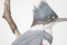 Load image into Gallery viewer, Belted Kingfisher Botanical Bird Print Signed
