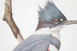 Belted Kingfisher Botanical Bird Print Signed