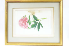 Load image into Gallery viewer, The Double Sweet Scented Chinese Peony Botanical Print
