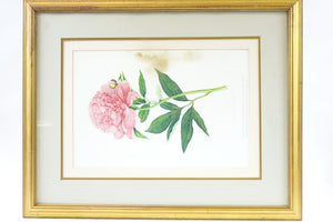 The Double Sweet Scented Chinese Peony Botanical Print