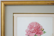 Load image into Gallery viewer, The Double Sweet Scented Chinese Peony Botanical Print
